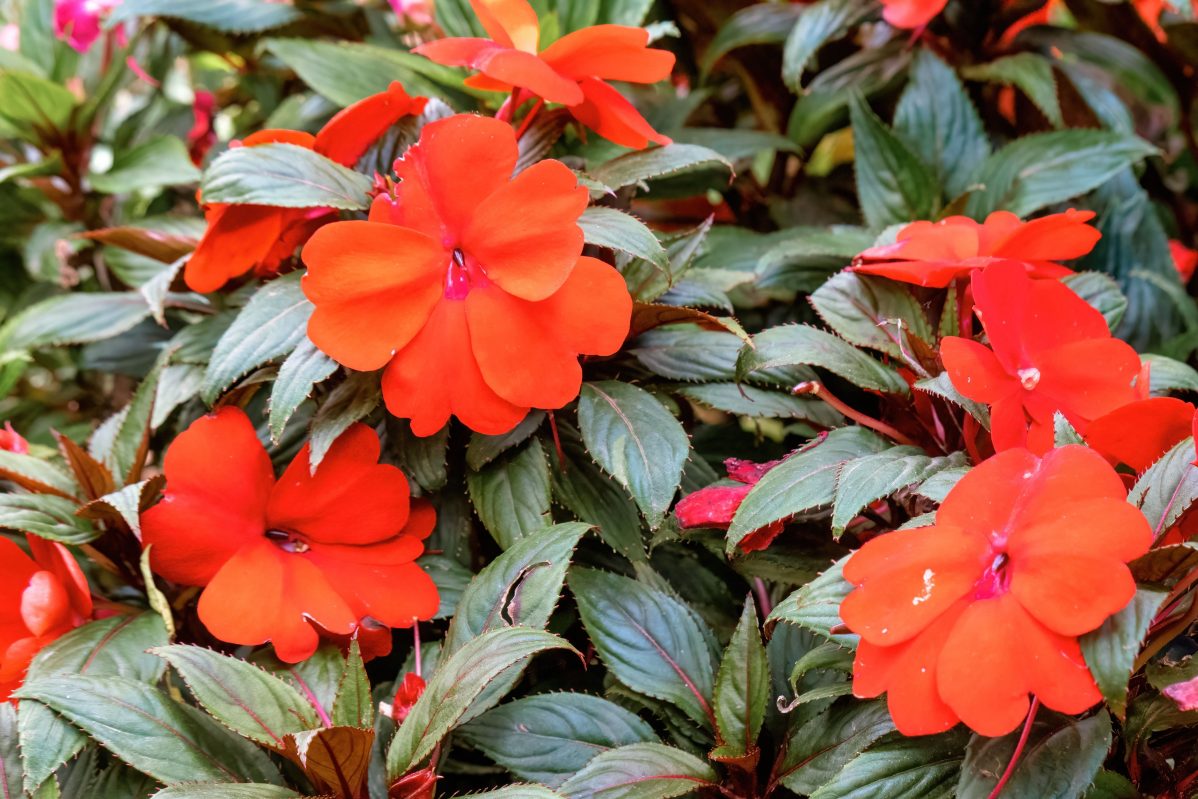 A vibrant red New Guinea impatiens flower bush