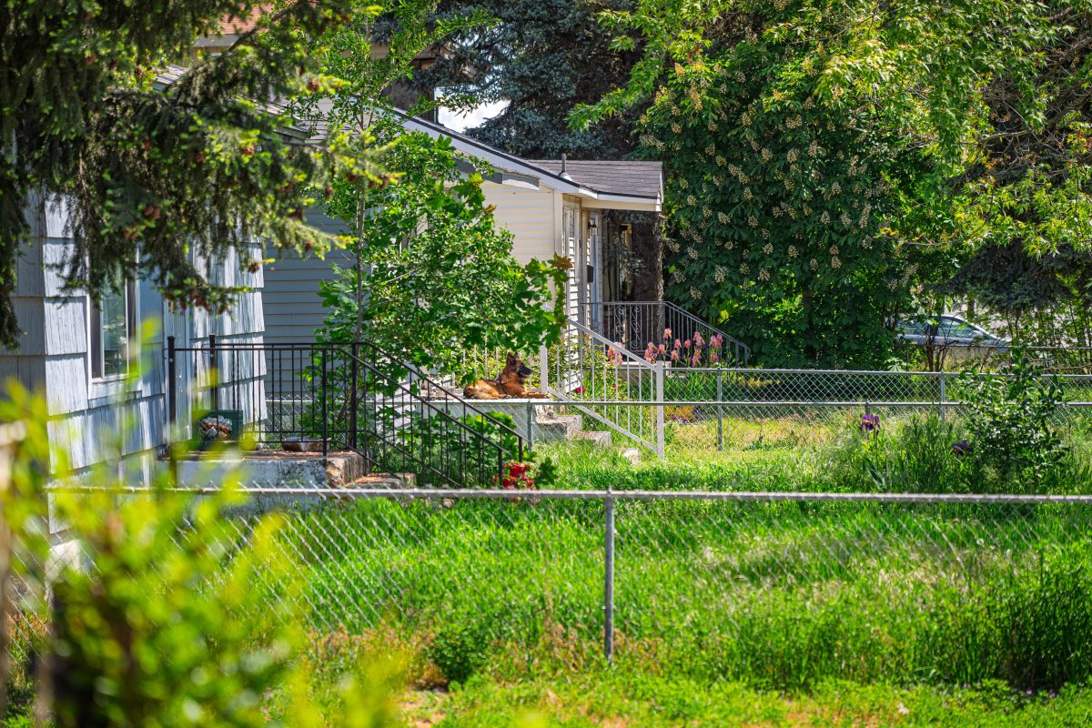Suburban homes with overgrown lawns