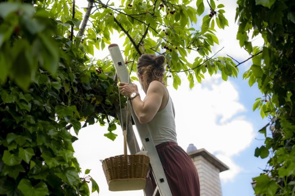 Woman collecting fresh cherries by hand in a backyard orchard with wicker basket.