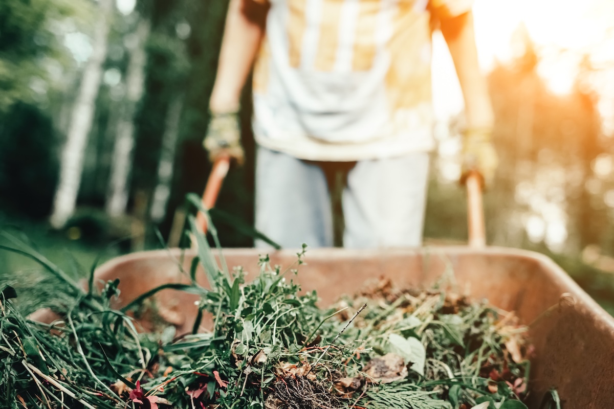Woman in gloved hands carrying dry leaves and branches in old metal wheelbarrow