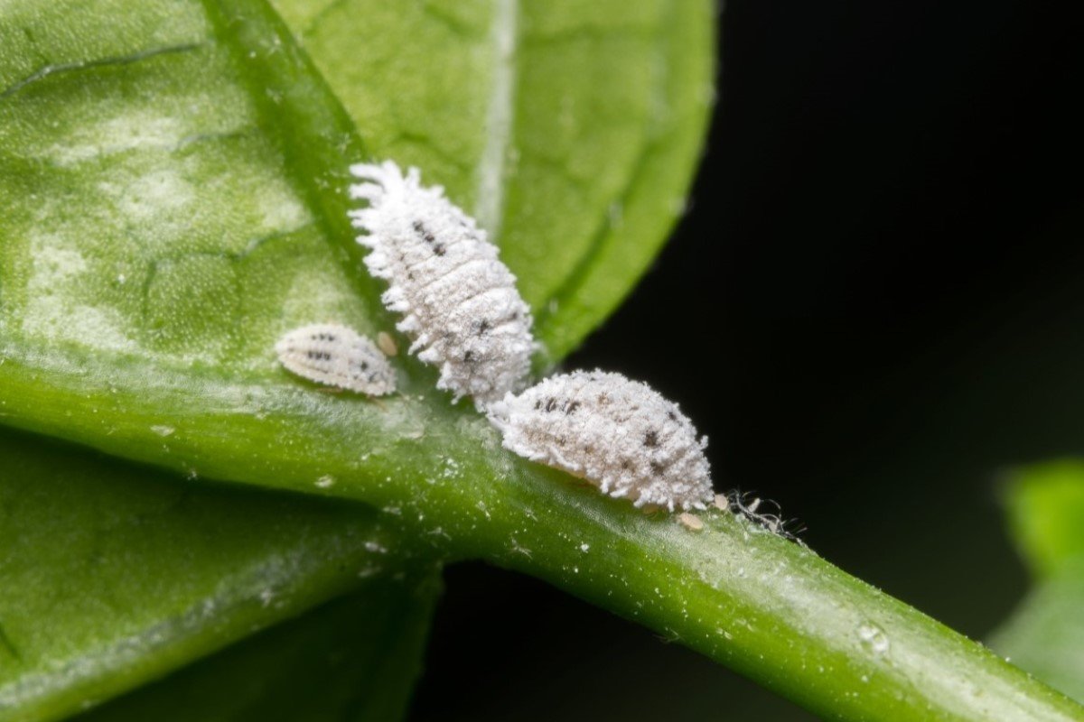 White mealybugs on a leaf stem.
