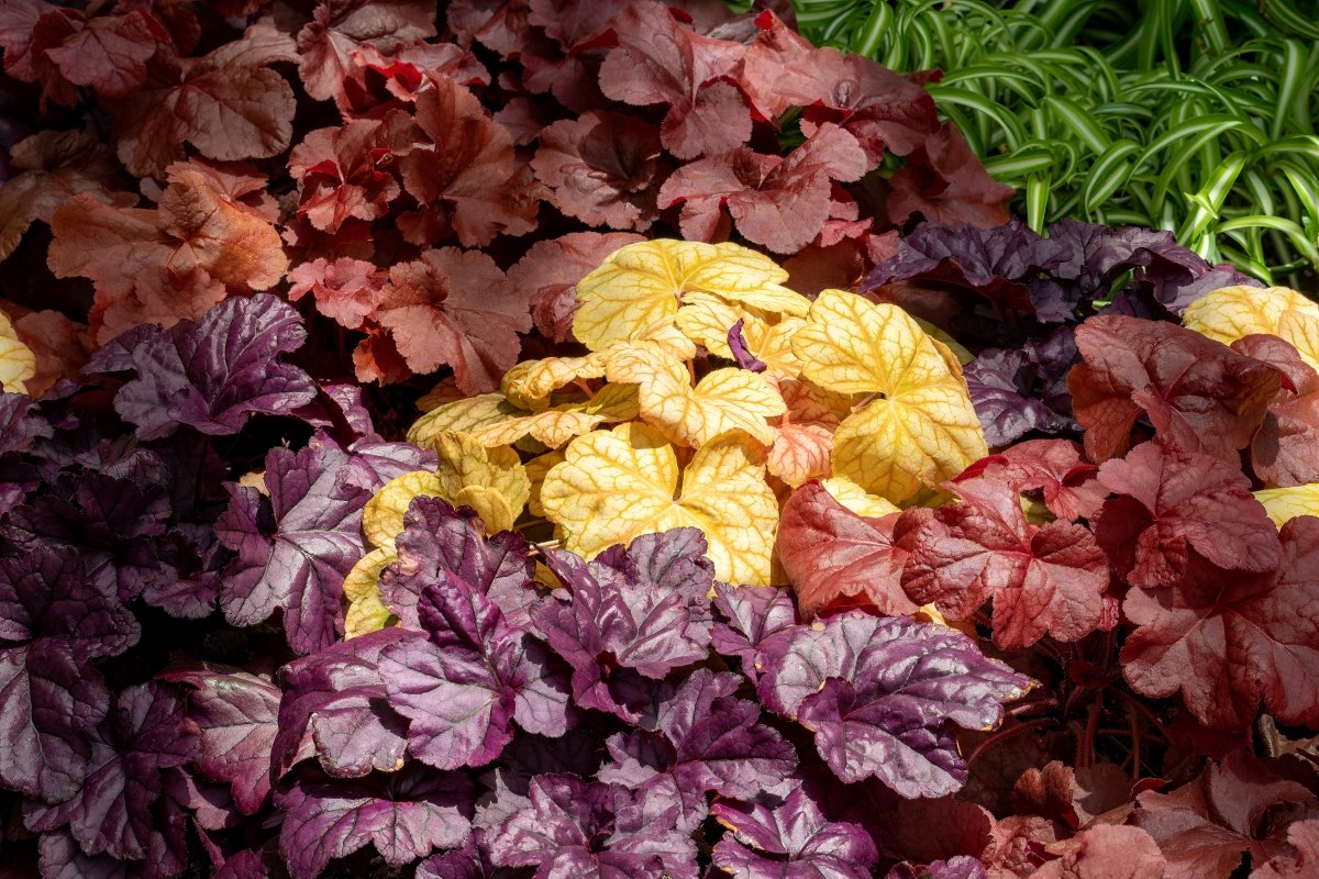 Colourful Coral Bell leaves in a shady area of the garden.