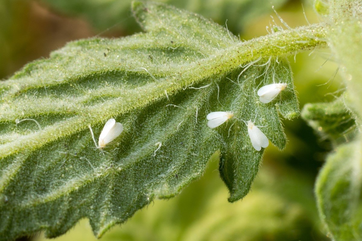 Whiteflies sucking on the underside of a tomato leaf.