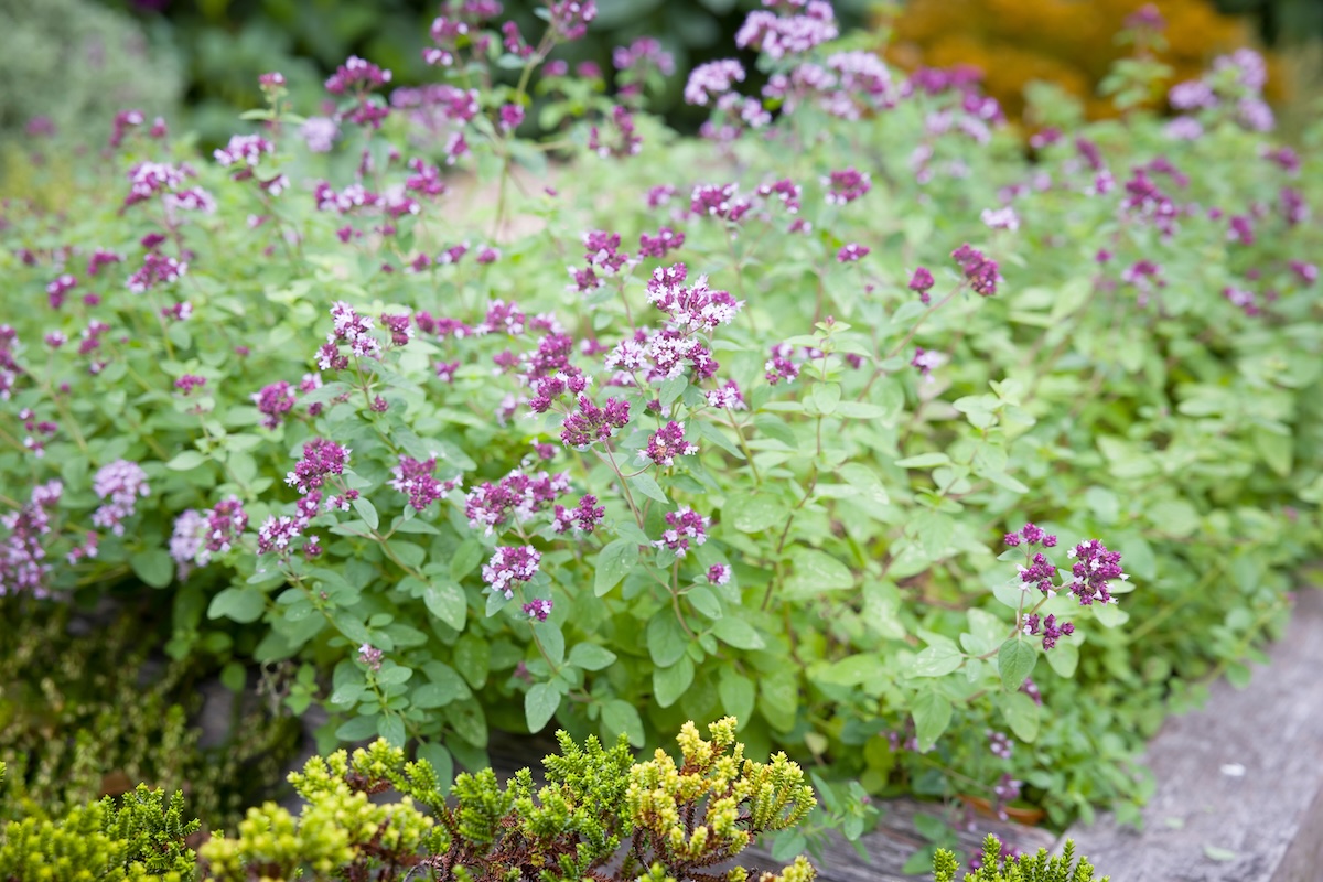 Flowering oregano in a backyard landscape.