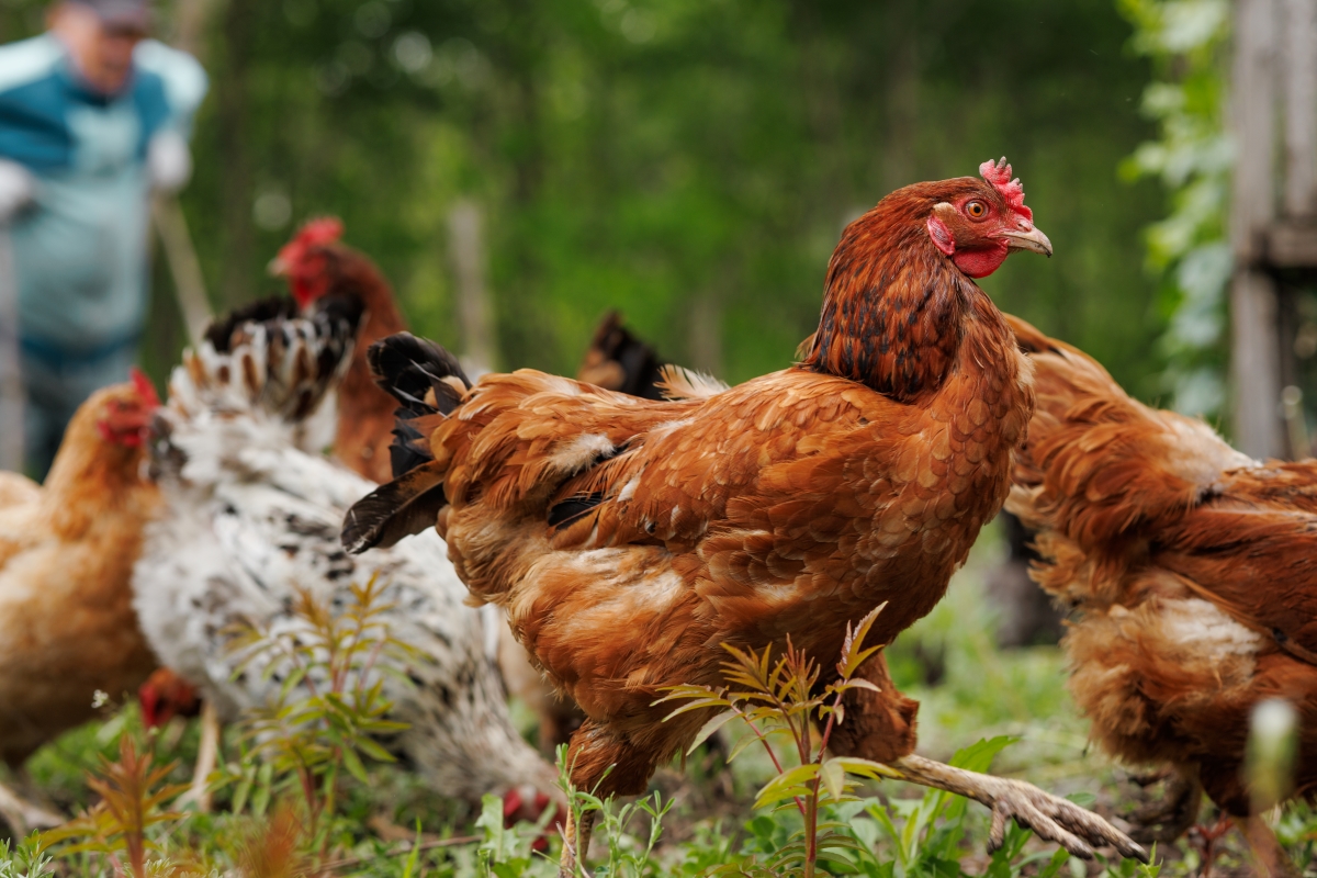 Free-range chickens roaming green grass on a farm with a person in the background.