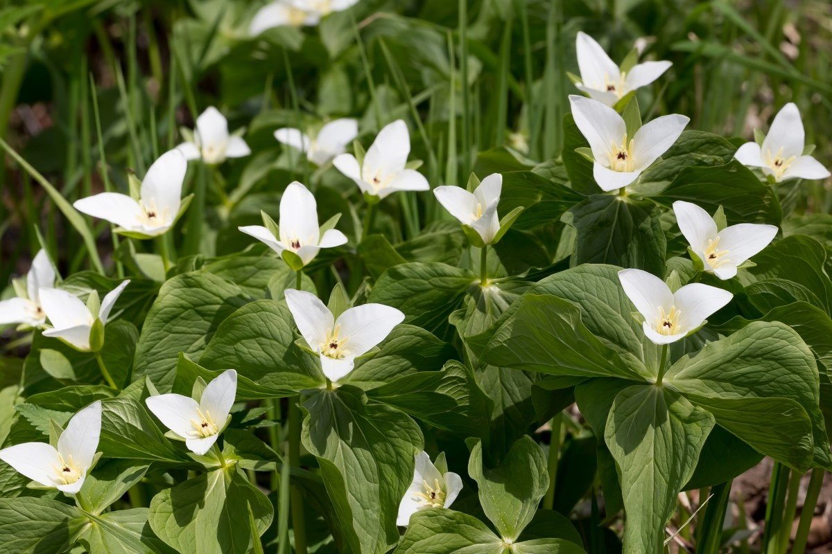 White flower plants growing close to the ground.