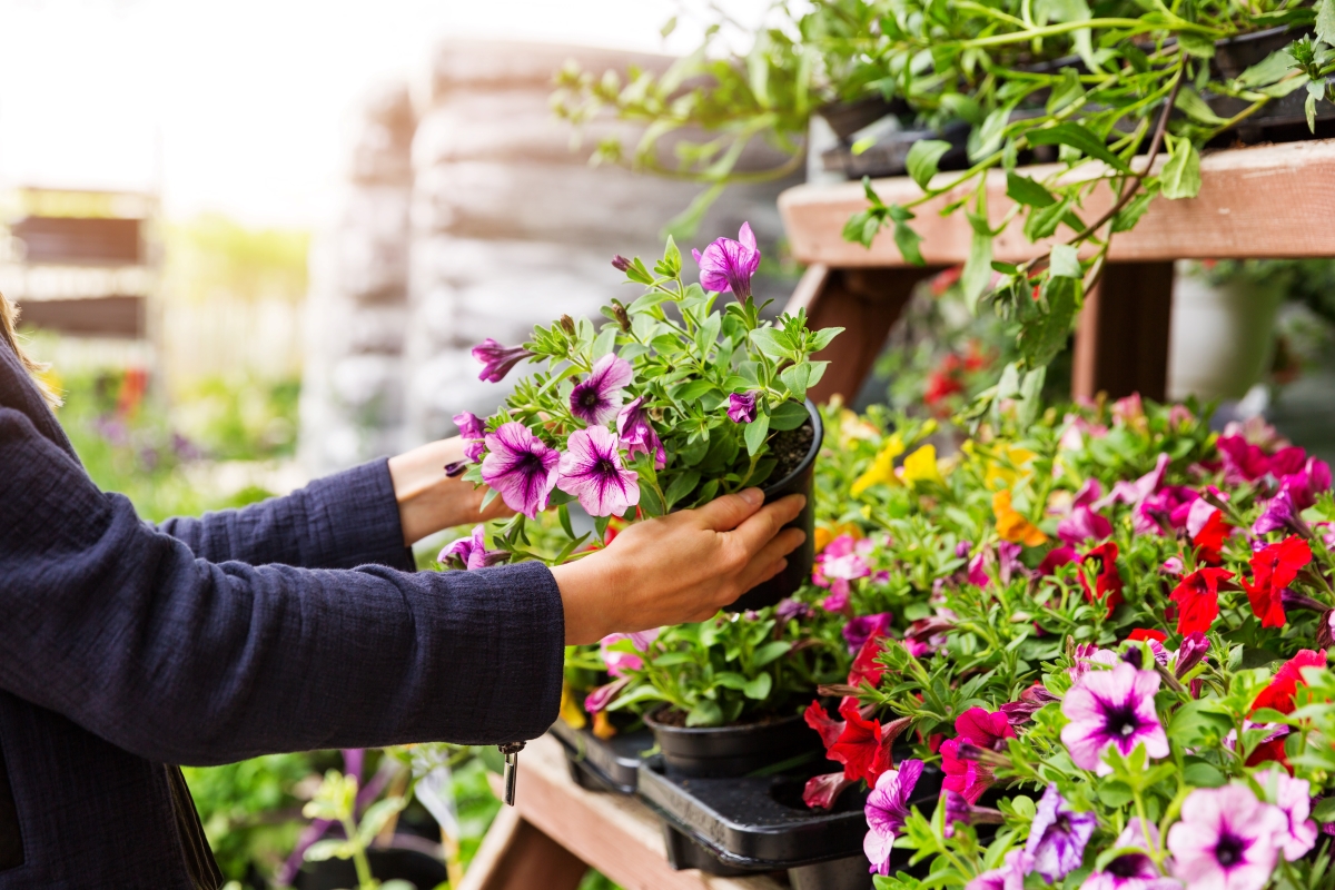 A woman chooses petunia flowers at garden plant nursery store.