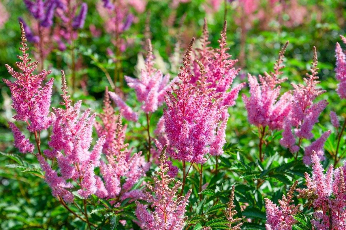Soft pink Astilbe with delicate plume-like blooms rising above ferny dark green foliage.