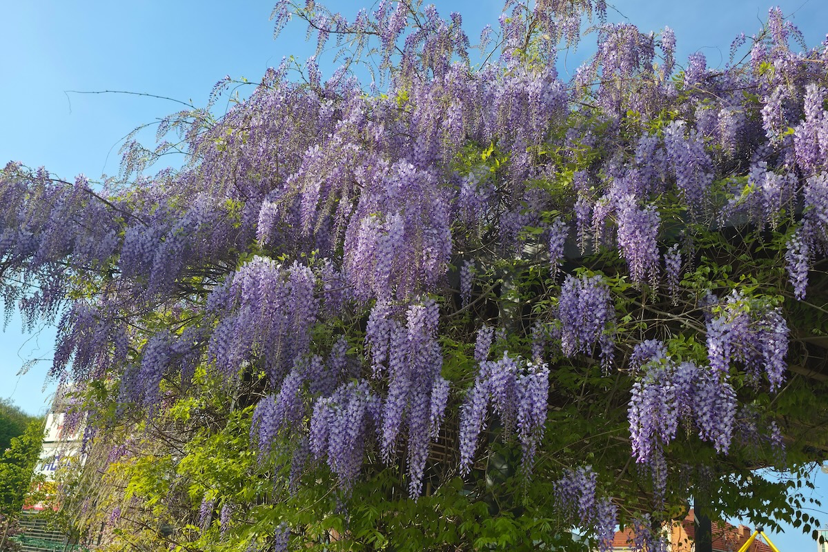 A large Chinese wisteria tree in a suburban backyard.