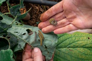 Hands holding several cabbage butterfly caterpillars on a damaged plant leaf.