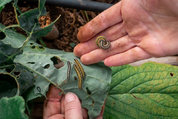 Hands holding several cabbage butterfly caterpillars on a damaged plant leaf.
