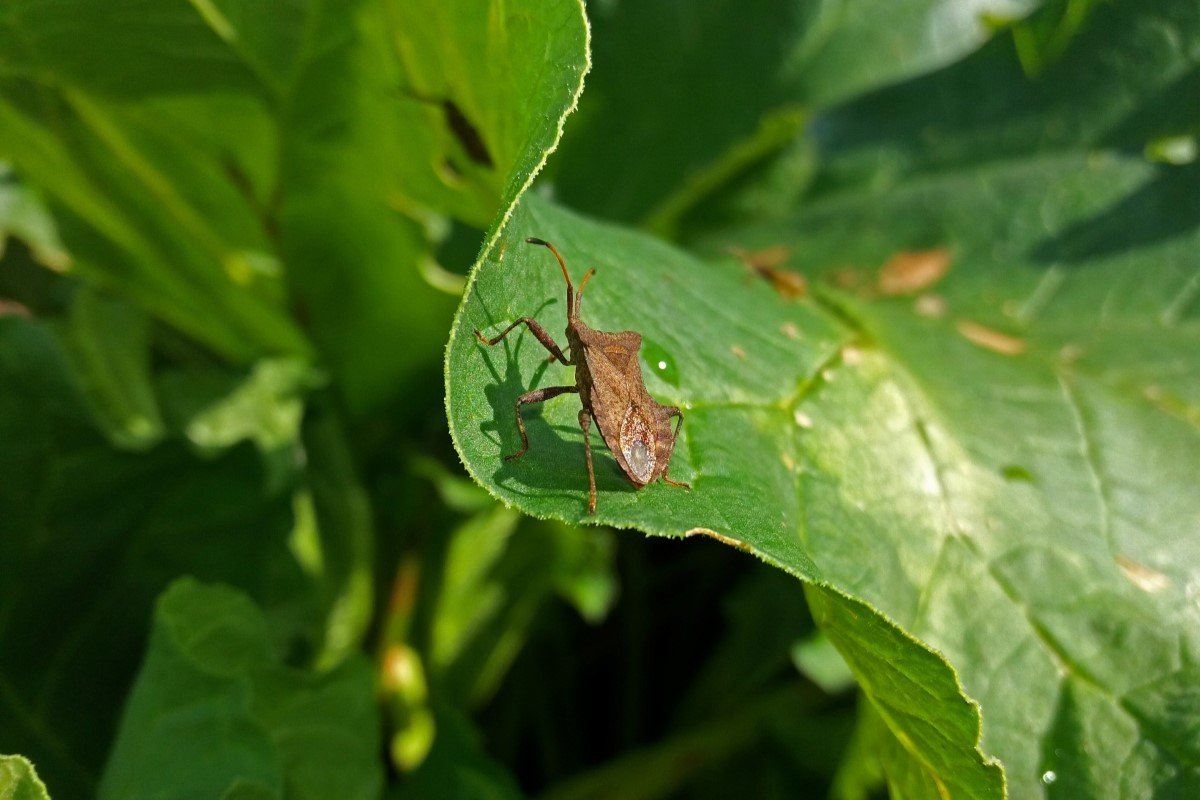 A brown squash bug on a leaf.