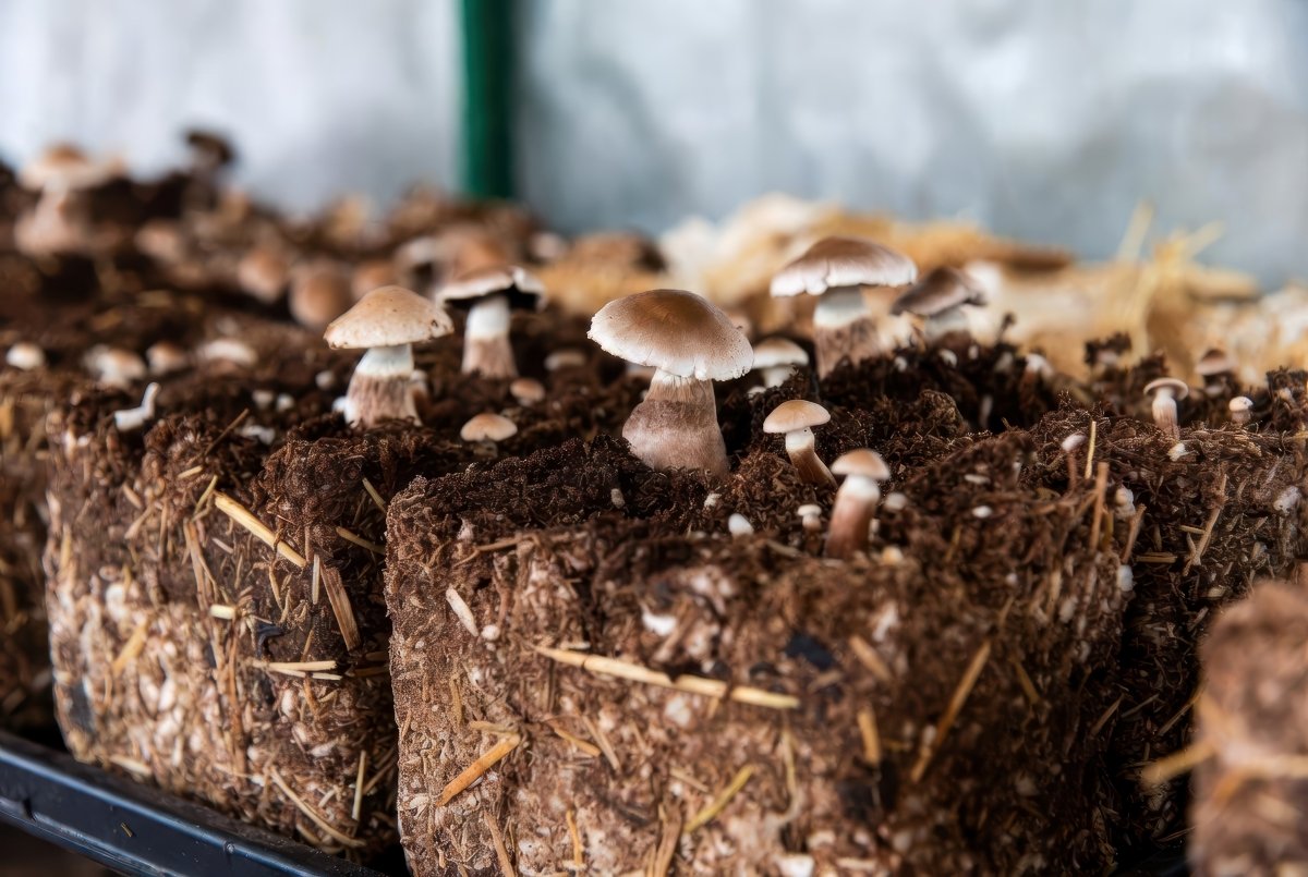 Freshly grown shiitake mushrooms emerging from substrate blocks in a controlled environment.