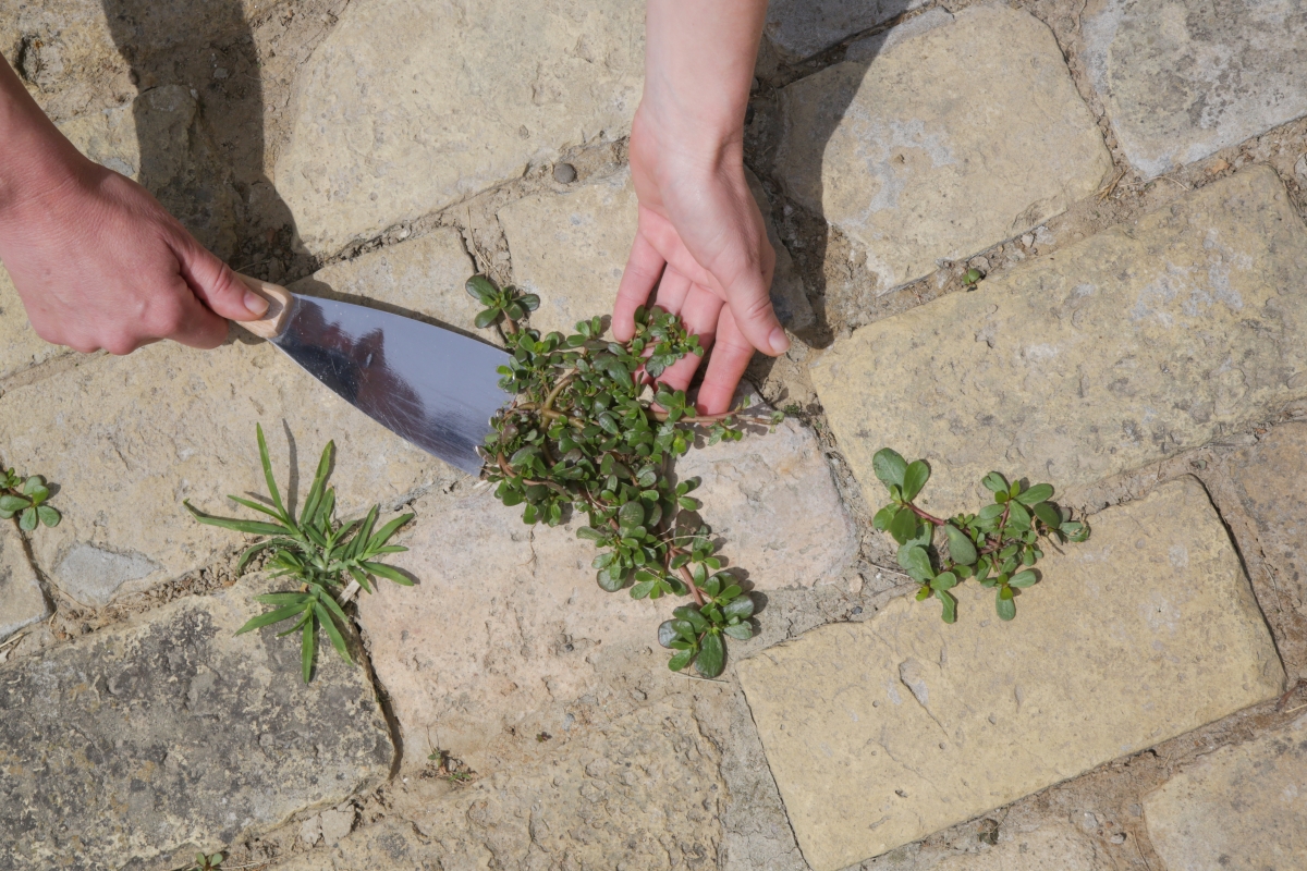 Removing weeds (Purslane / Portulaca oleracea) growing between paving bricks in a courtyard.