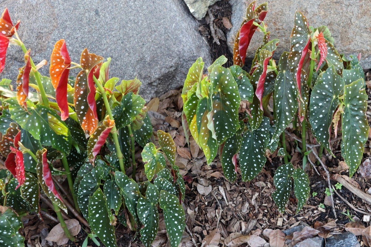 Angel wing begonia plants with distinctive white polka dots and red undersides growing in a garden bed with rocks and wood mulch.