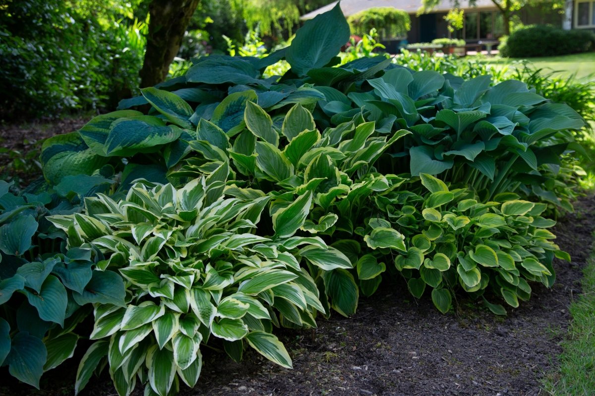 A mix of different type of hosta plants growing in the shade.