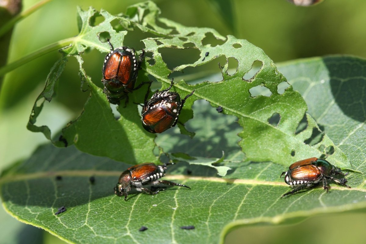 Japanese beetles eating holes in leaves.