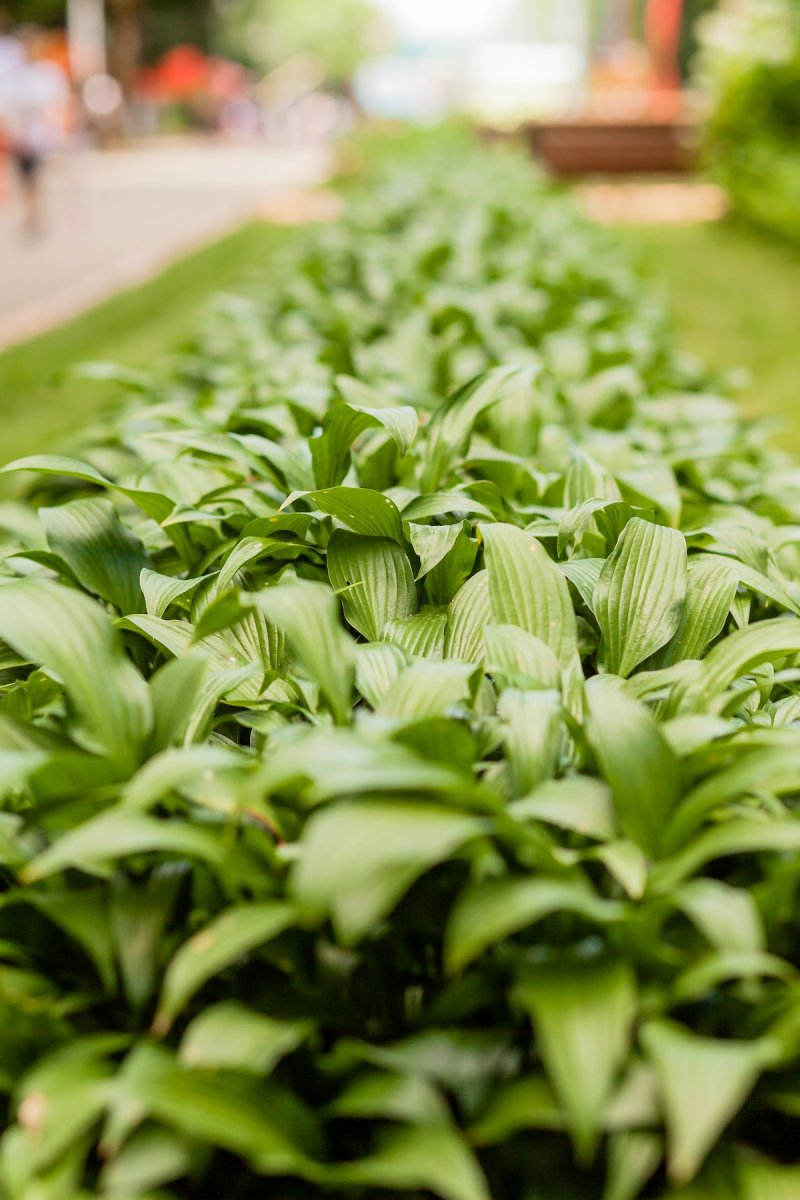 Hostas planted in a row in a suburban yard.