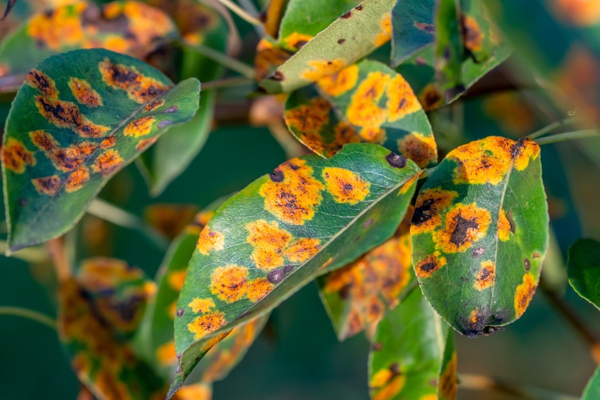 Plant affected by the fungal disease.
