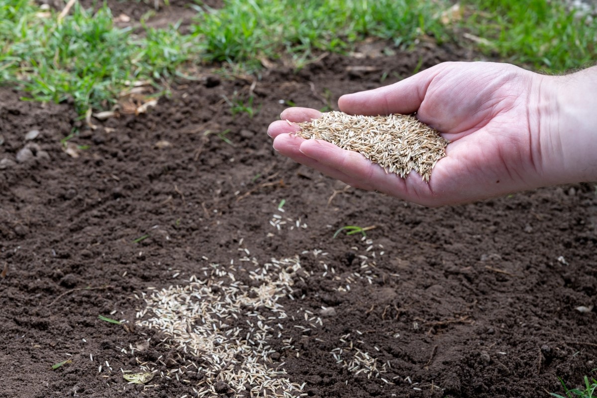 A hand full of grass seeds above an area of the lawn with no grass.