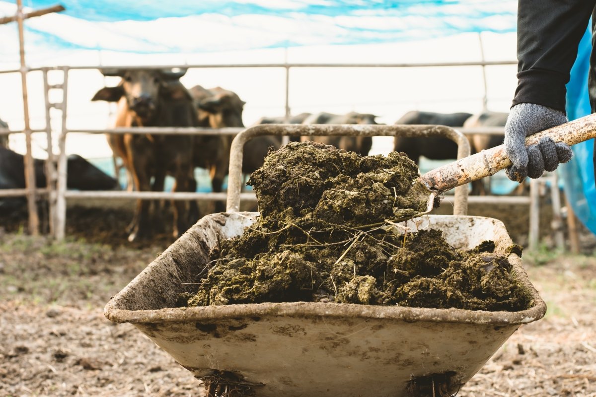 Animal dung or manure at the cattle farm.