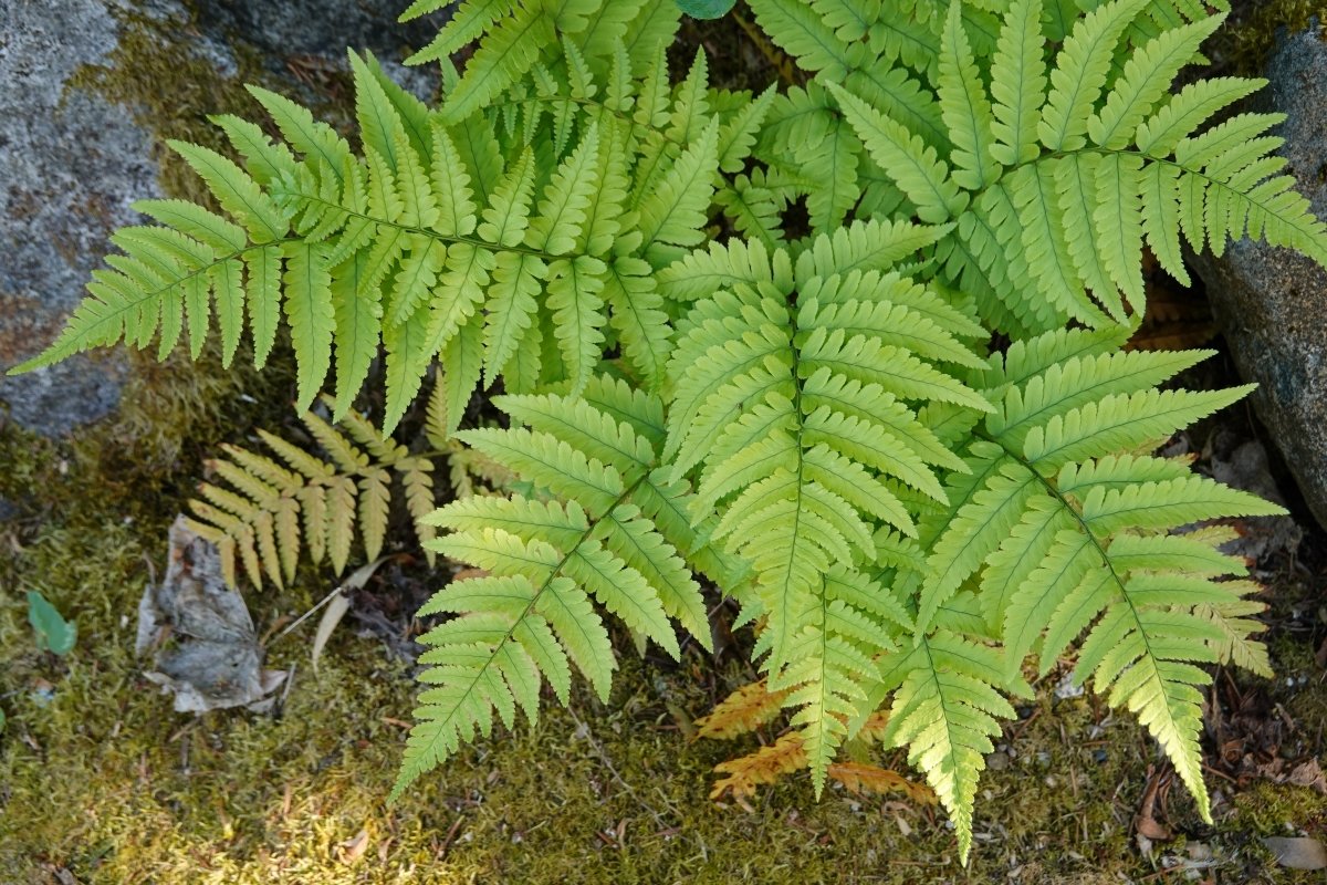 Autumn fern growing among trees and near rocks.