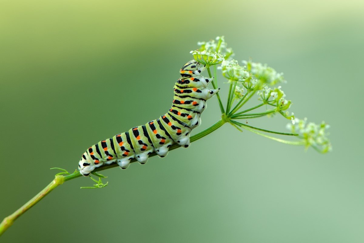 A butterfly caterpillar on a plant with small white petals.