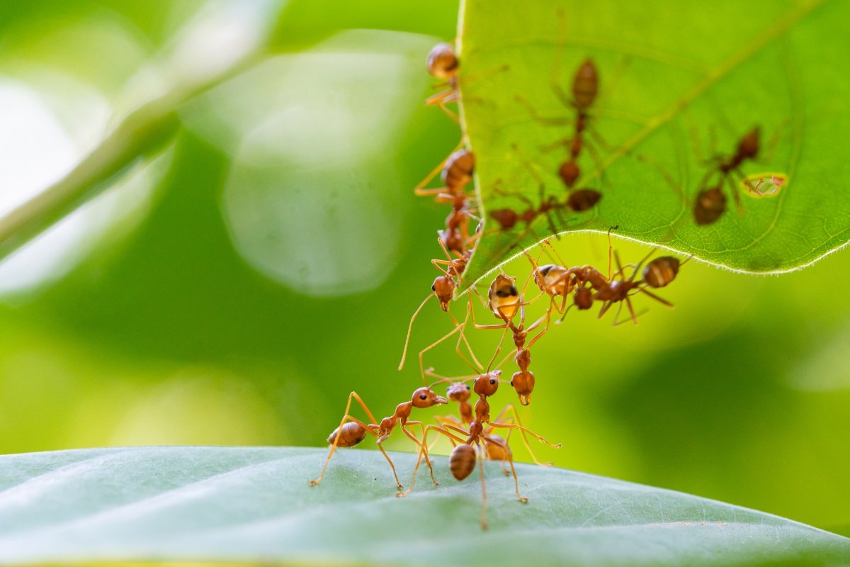 Multiple fire ants working together to build a bridge between leaves.
