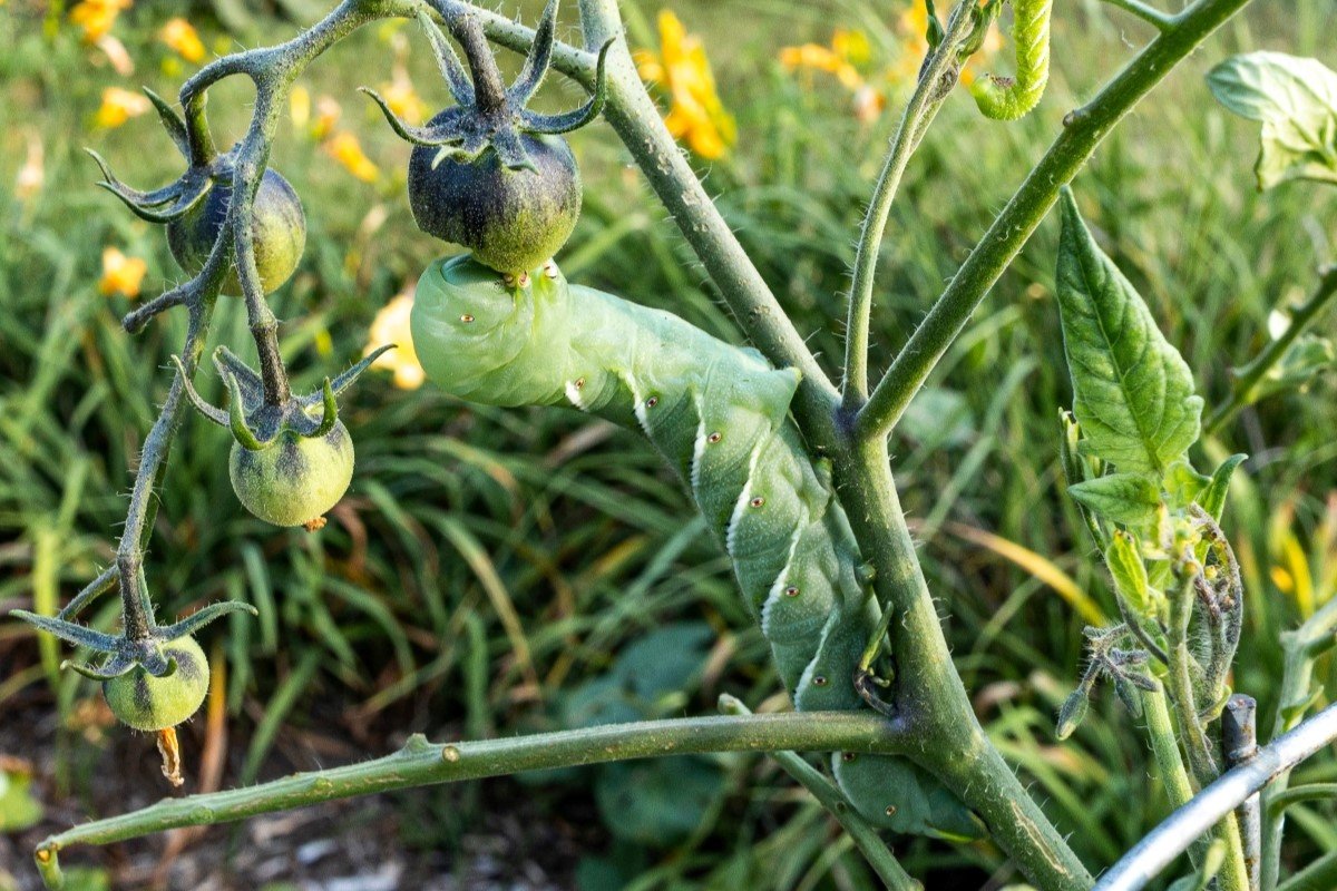 A tomato hornworm eating a tomato in a garden.