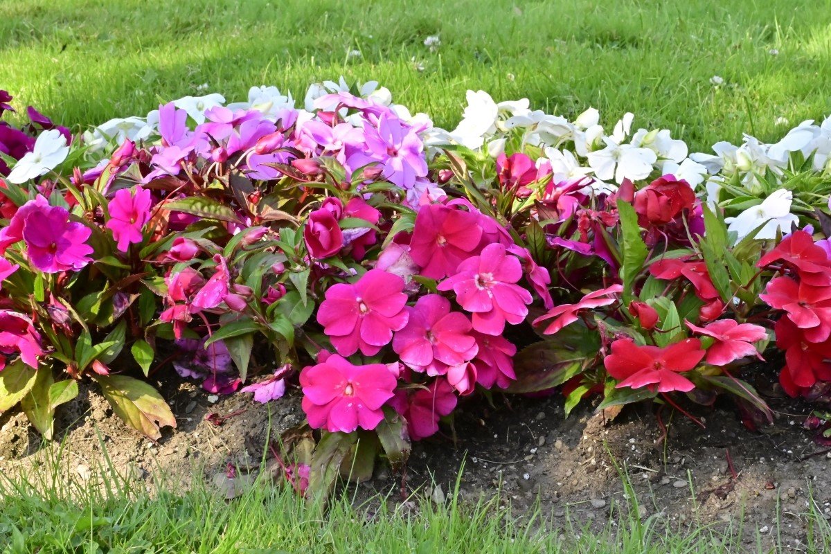 Large mixed group of Impatiens flowers in a shady summer garden.