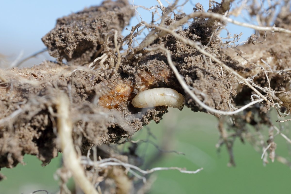 Larva of cabbage fly found on a damaged vegetable root.
