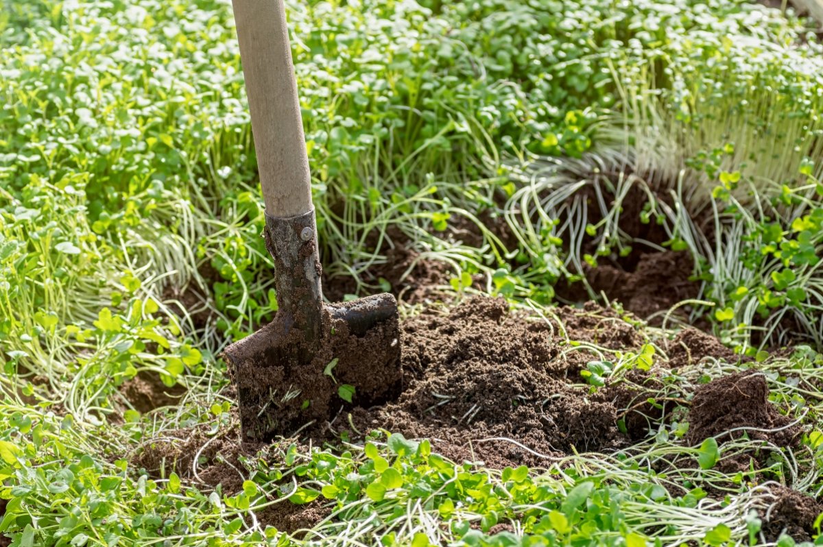 A shovel used to turn cover crop back into the soil.
