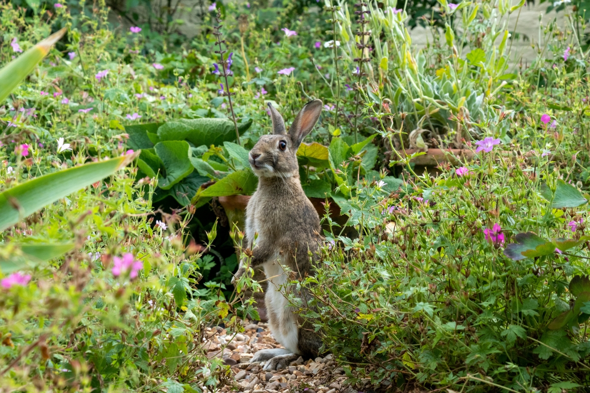 A rabbit standing in the middle of a summer garden.