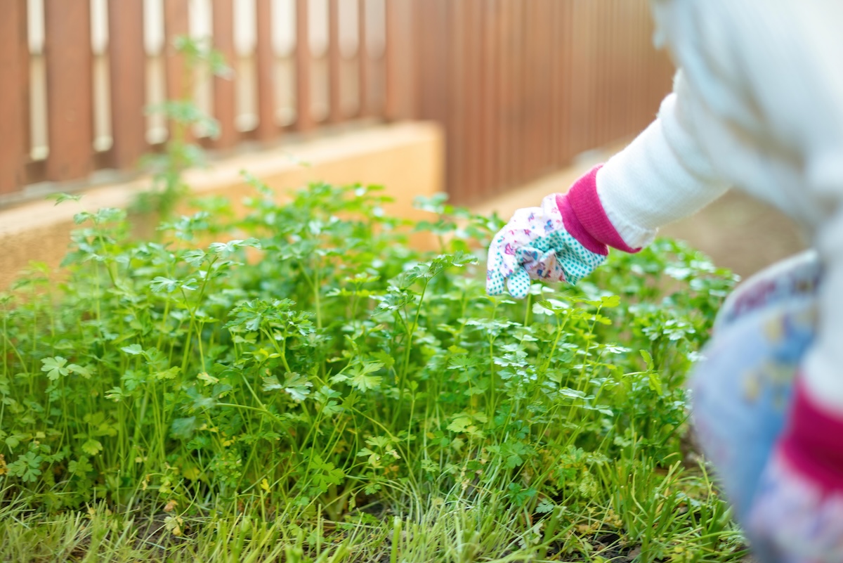 A person harvesting parsley stems and leaves growing in a yard.