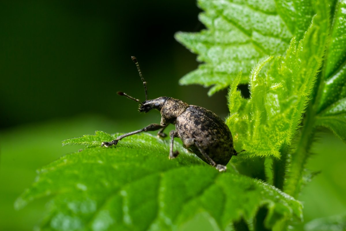 A black vine weevil on a green leaf.