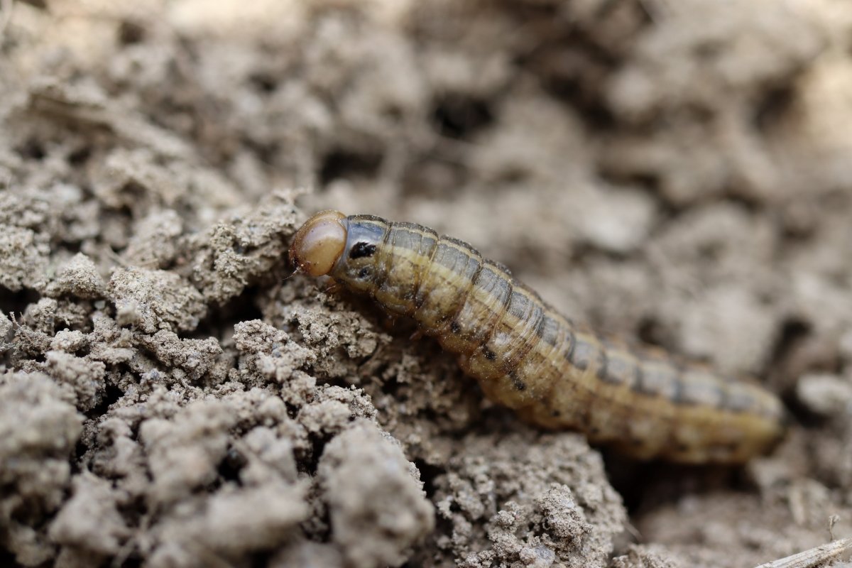 A bronzed cutworm crawling on dirt.