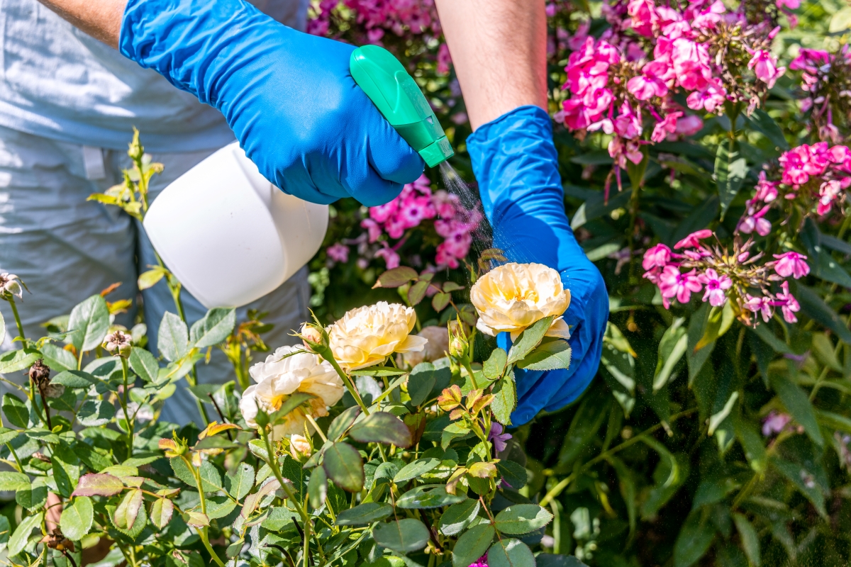 A gardener treats roses in the garden with a garden sprayer from insect pests.