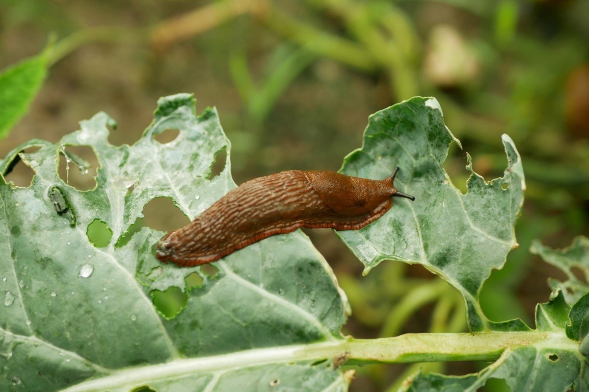 A brown slug eating cabbage leaves.