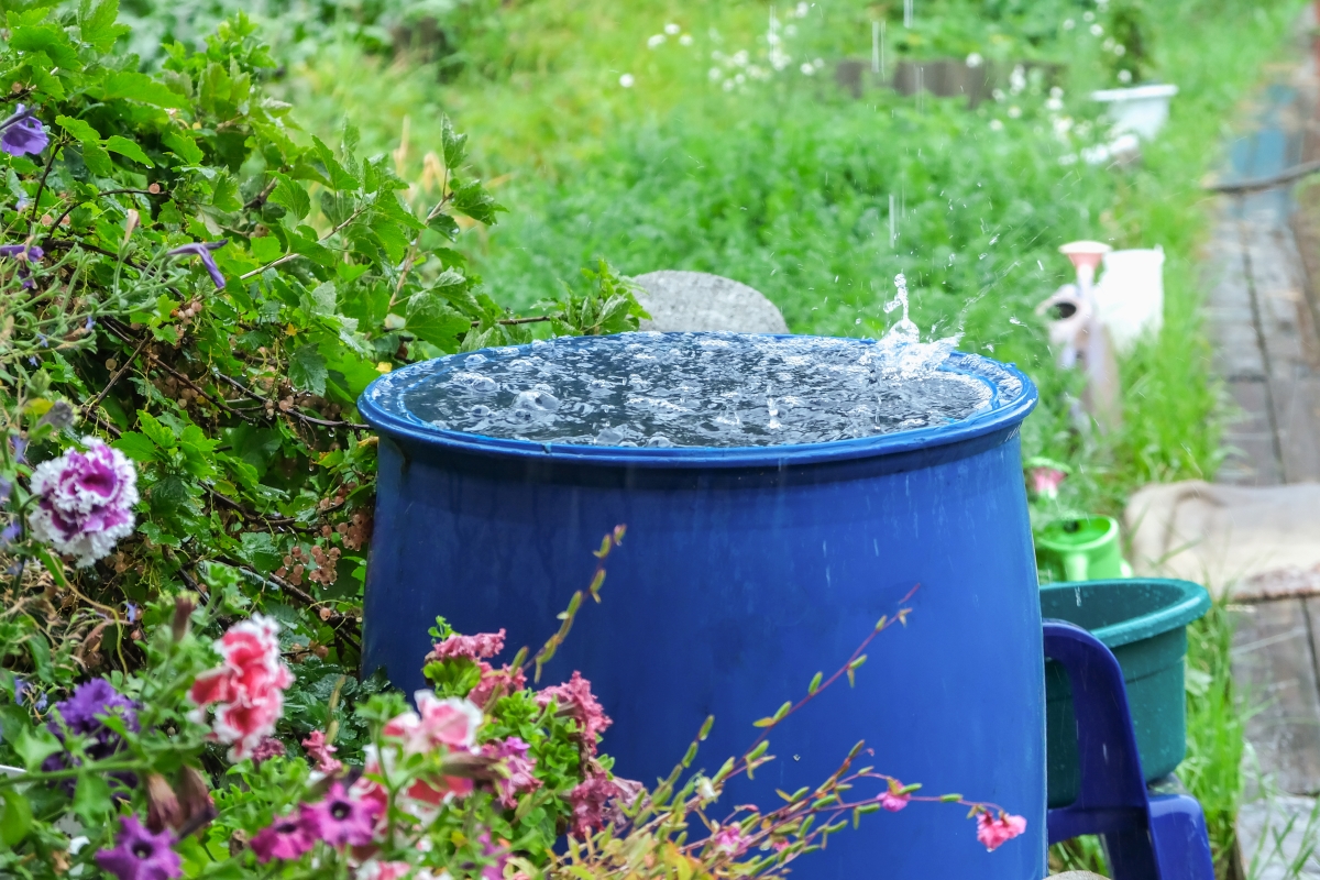 A blue barrel for collecting rainwater. 
