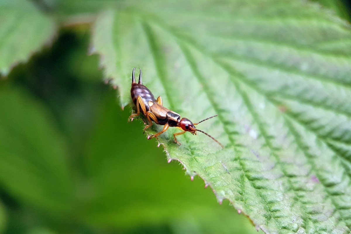 A brown earwig on a leaf.