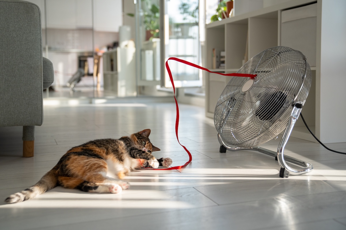 A cat laying on a tile floor with a fan blowing cool air.