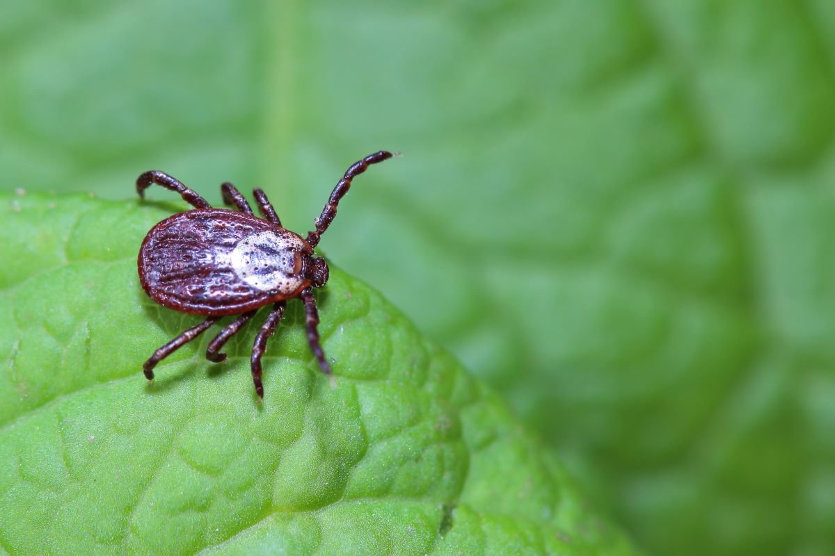 The tick waiting on a green leaf in the forest.