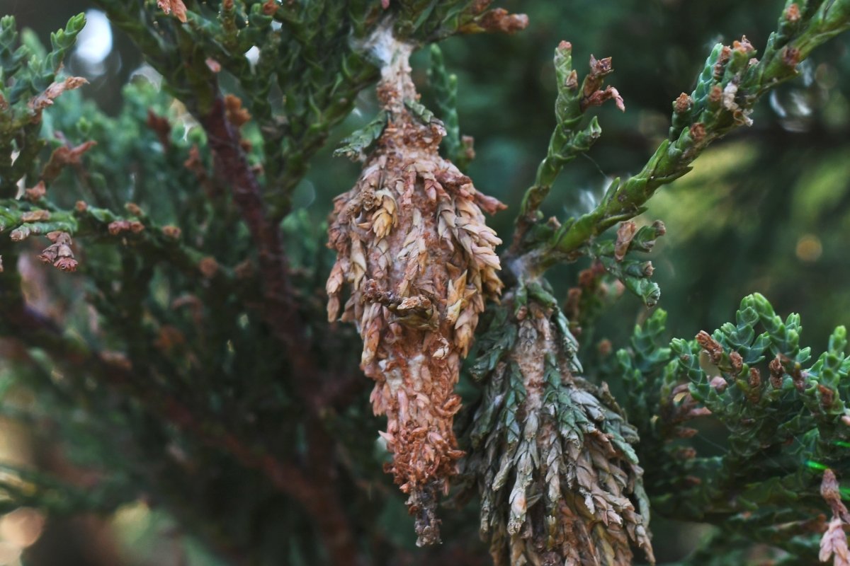 Bagworms pests attaching cocoons to evergreen tree too become bagworm moths.