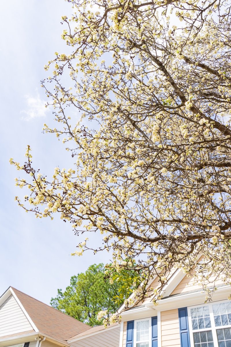 A Bradford pear tree in a home landscape.