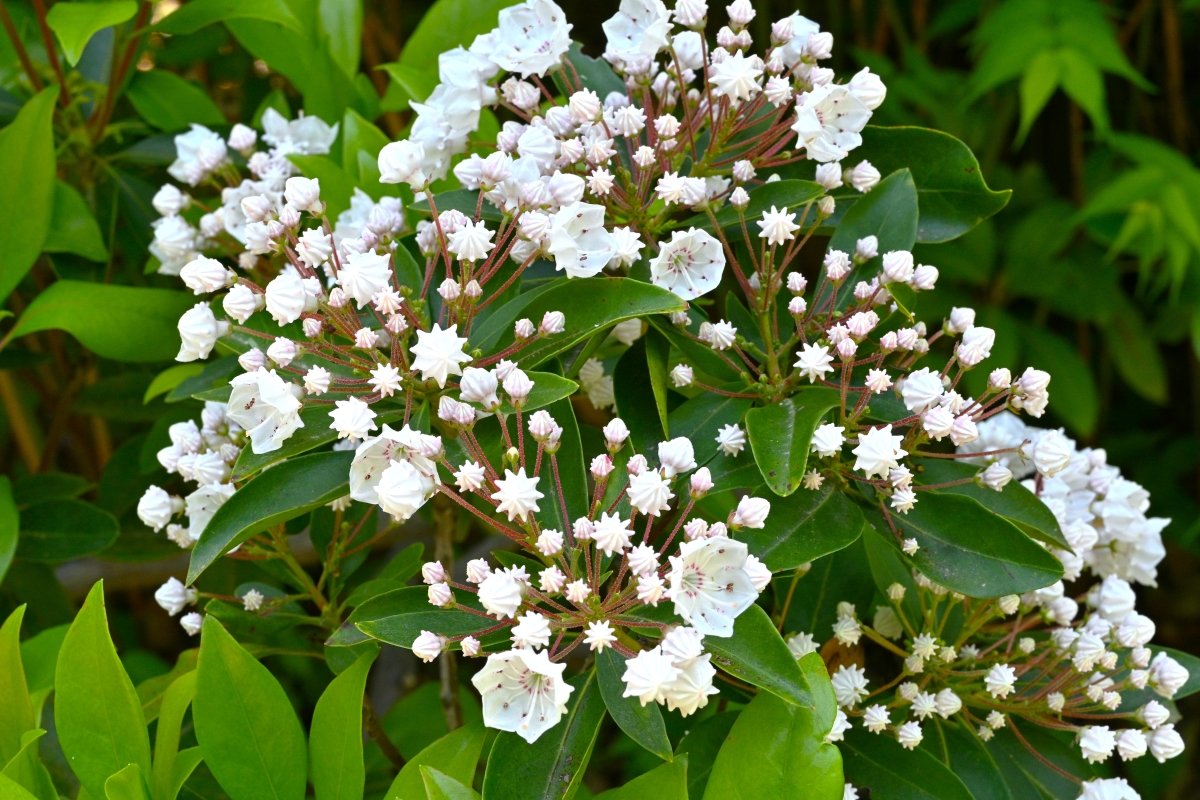 Mountain laurel with pretty white flowers in the summer.