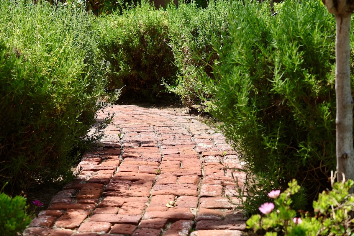 Rosemary shrubs lining a brick path in a front yard.