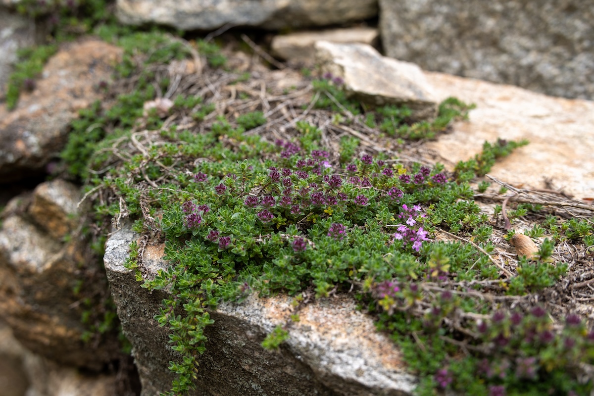 Creeping thyme growing in a home landscape.