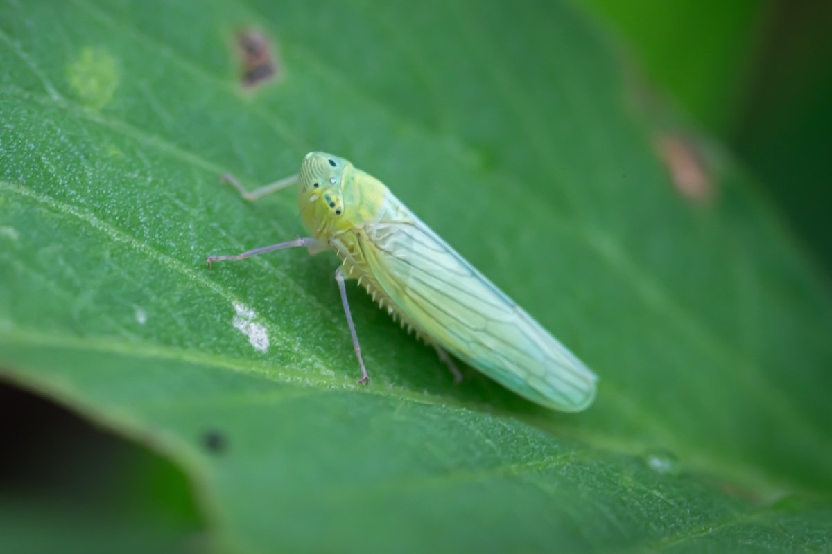 Leafhoppers perched on a green leaf.