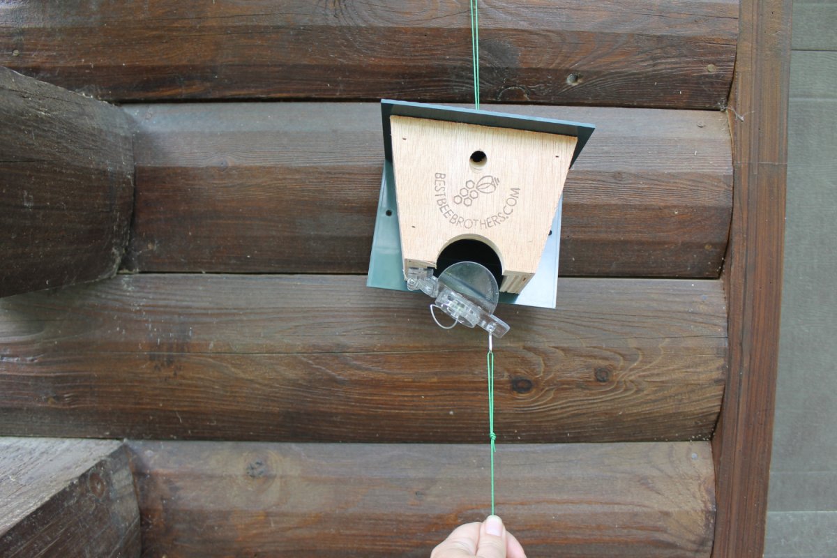 Best Bee Brothers Trap with trap door pulled open