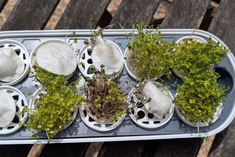 Gardyn hydroponic seed starter kit with white growing tray and five microgreen seed packets on wooden table